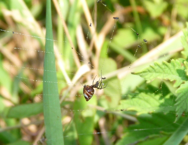 Gli astuti Argyrodes